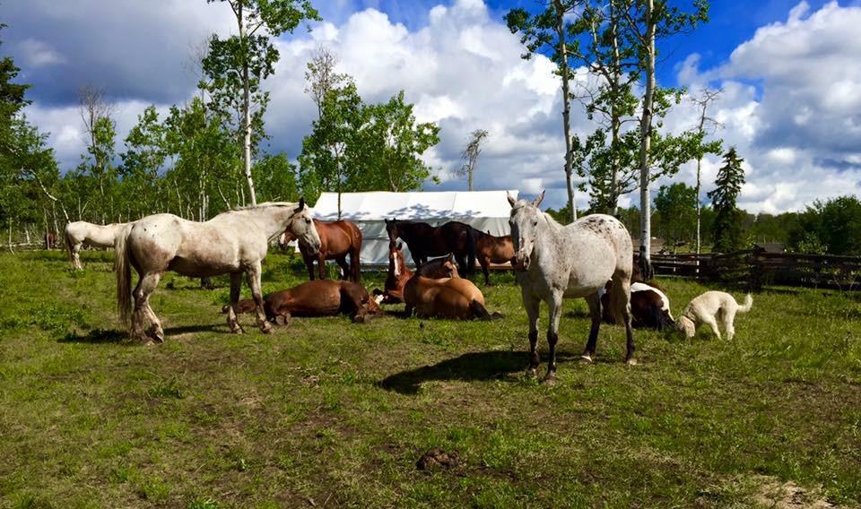 Flying U Ranch Hotell Seventy Mile House Exteriör bild
